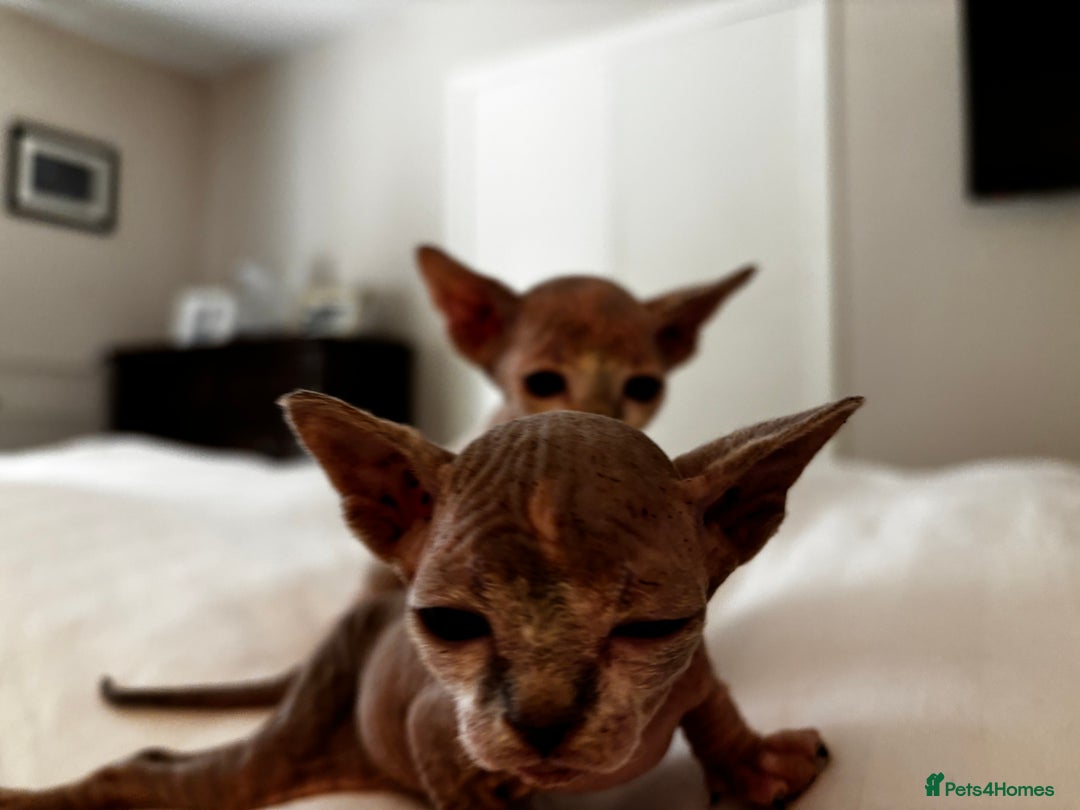 Sphynx cats for sale: Sphinx kittens  - Image 3