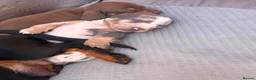 Dachshund dogs for sale: Dachshunds  - Advert 3