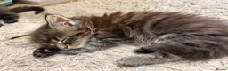 Maine Coon cats for sale: Very Large Kittens - European Bloodlines - Advert 7