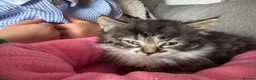Mixed Breed cats for sale: Beautiful fluffy tabby girl  - Advert 11
