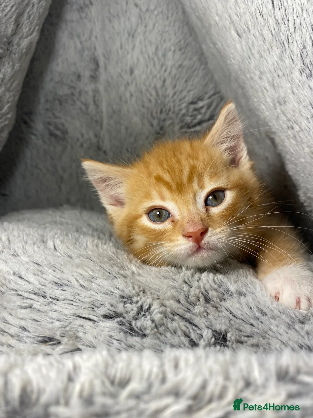 Mixed Breed cats for sale: Adorable Male Ginger And White Kitten Ready To Go in Dagenham - Advert 2