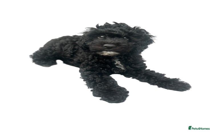 Maltipoo dogs in Bristol - Advert 5