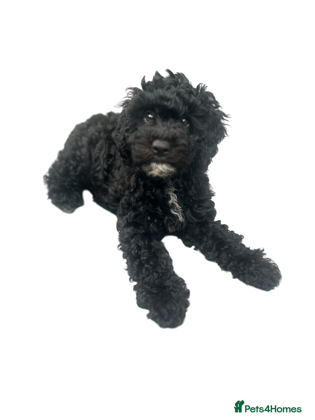 Maltipoo dogs for sale: Stunning F1b Toy Maltipoo puppies  in Bristol - Image 5