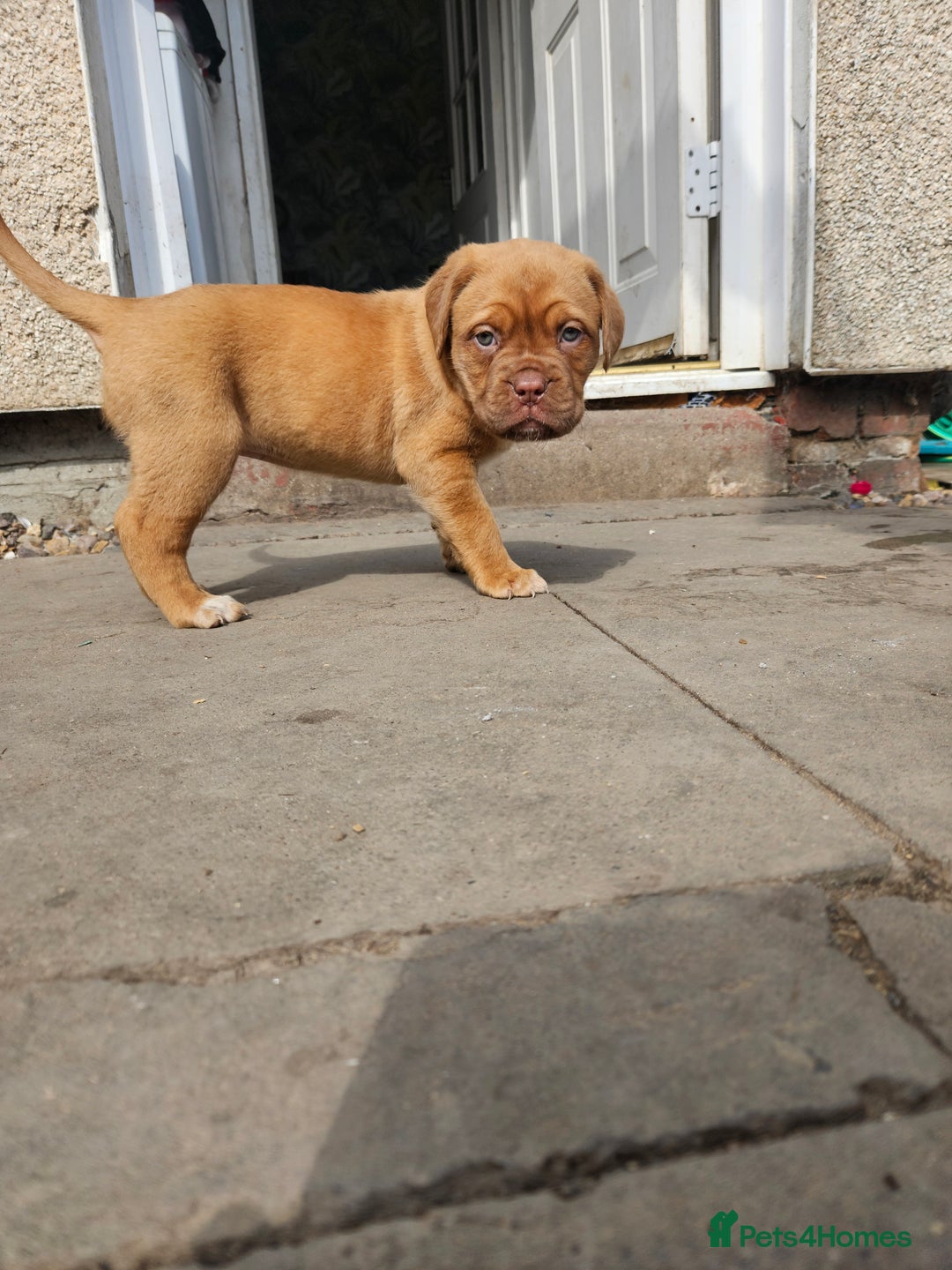 Dogue De Bordeaux dogs for sale: Dogue de bordeaux pups  - Image 12