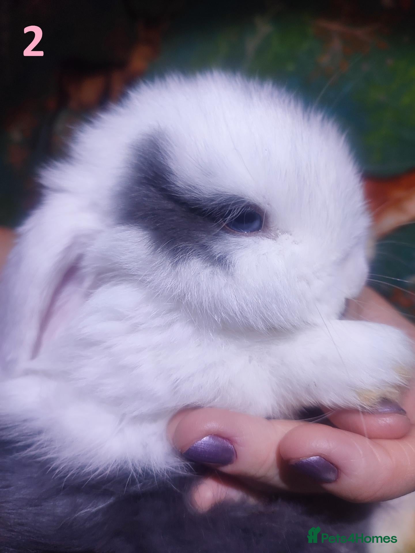 Mini Lop rabbits Baby Mini Lops - Advert 6