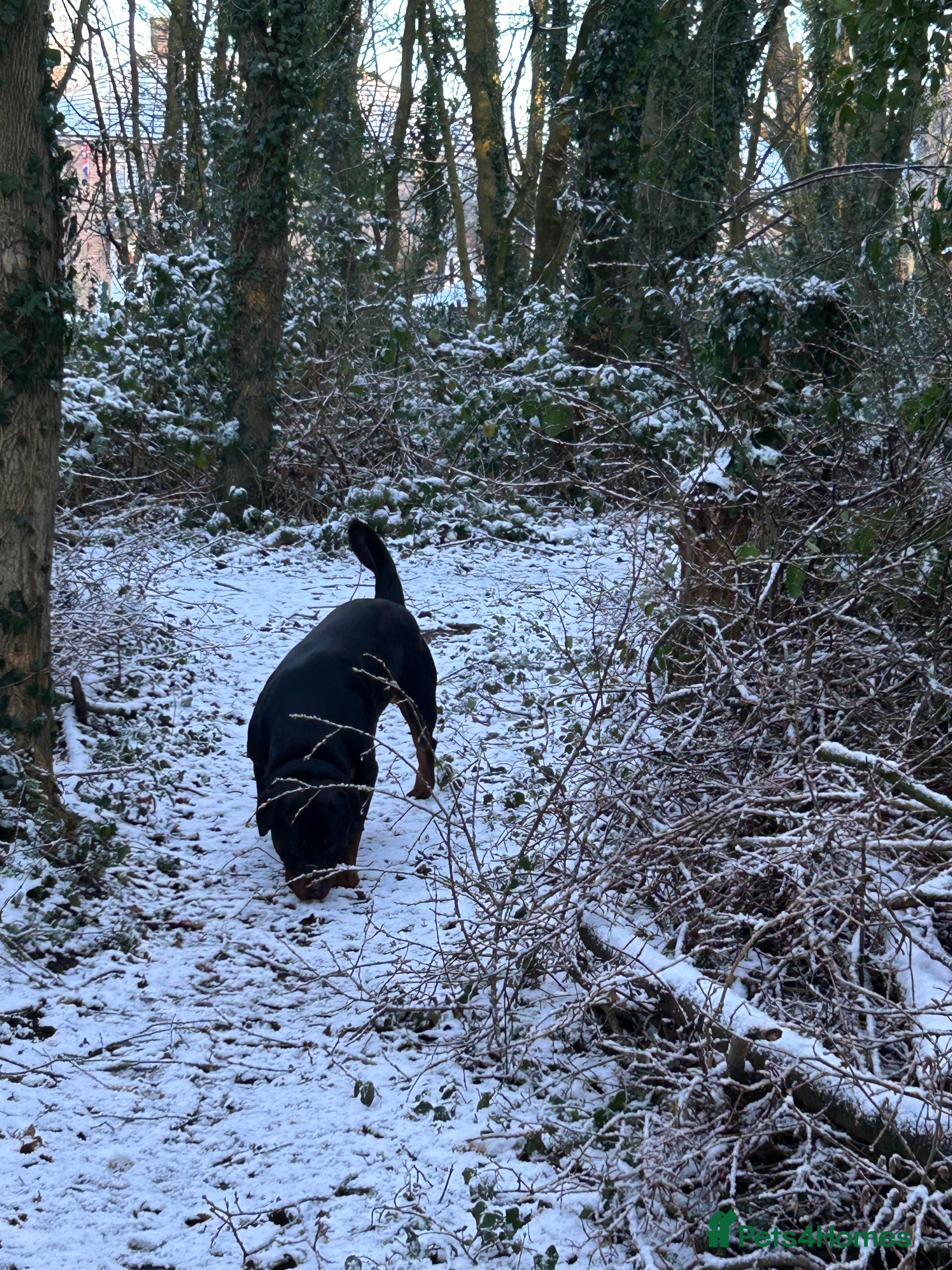 Rottweiler dogs 2 year old male full German  - Advert 1