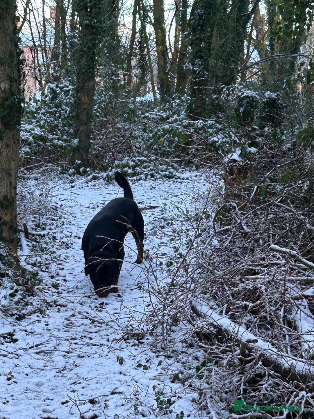 Rottweiler dogs for sale: 2 year old male full German  - Advert 1