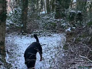 Rottweiler dogs 2 year old male full German - Advert 1