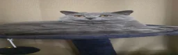 British Shorthair cats for sale: Beautifull British short hair male cat. in Leeds - Advert 1