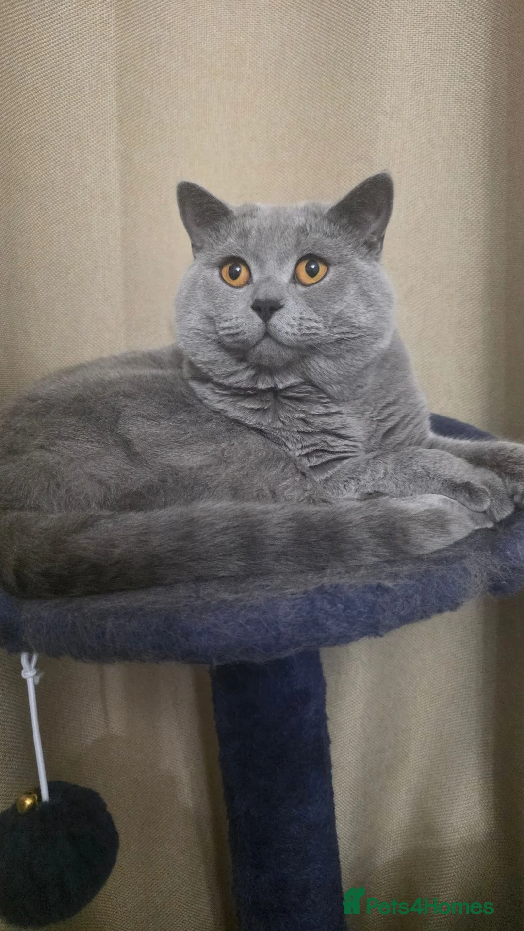 British Shorthair cats for sale: Beautifull British short hair male cat. in Leeds - Advert 1