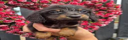 Miniature Dachshund dogs for sale: True longhaired minature dachshunds  - Advert 15
