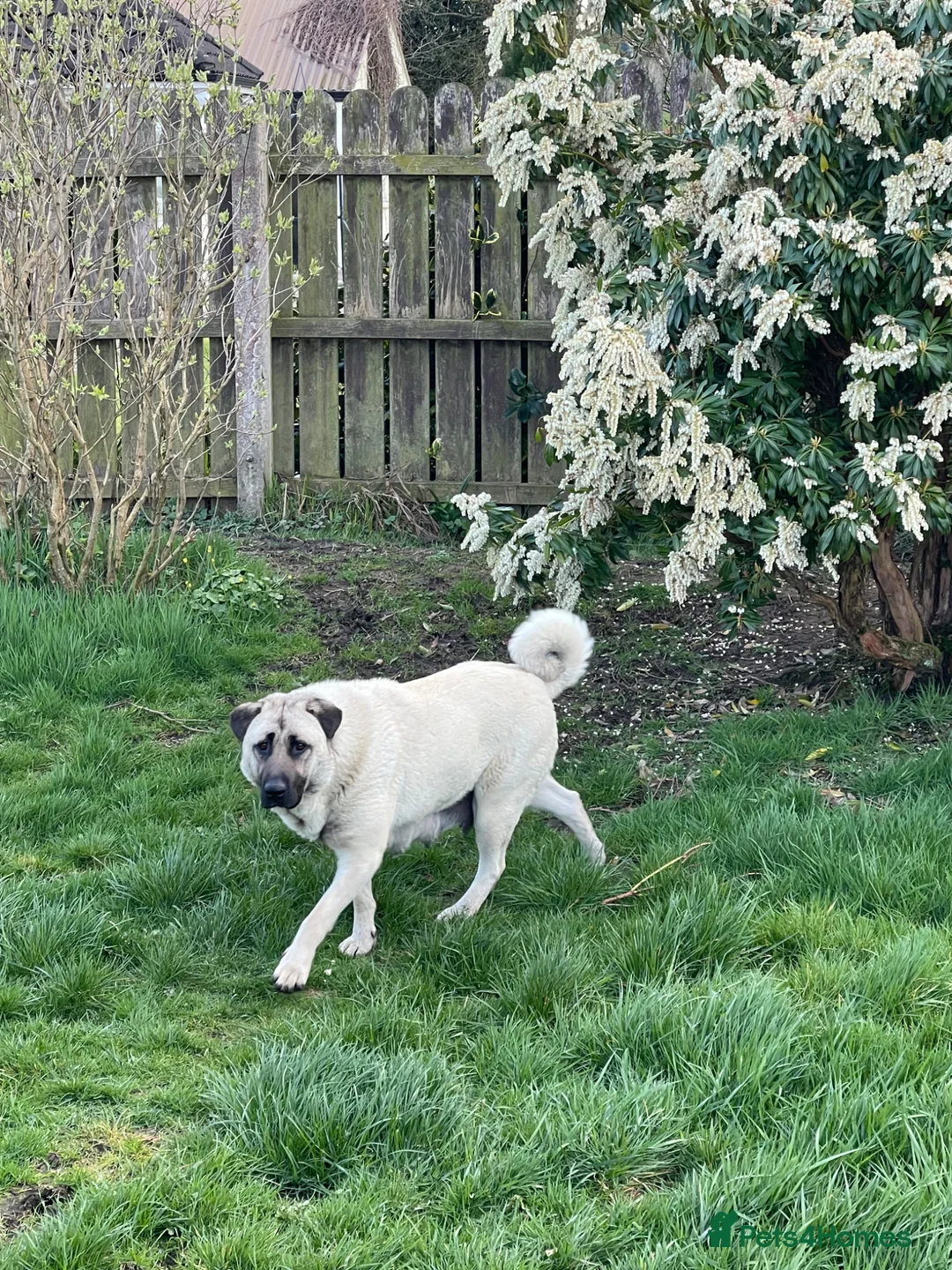 Mixed Breed dogs for sale: Excellent strong guard dog pups available  in Omagh - Advert 15