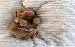 Miniature Dachshund dogs for sale: 🖤🐶Beautiful Miniature Dachshund Puppies🖤🐶!! - Image 35