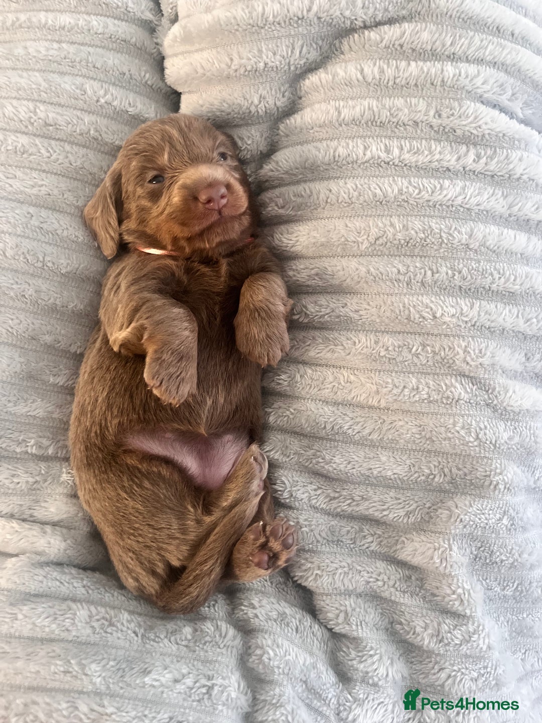 Miniature Dachshund dogs for sale: 🖤🐶Beautiful Miniature Dachshund Puppies🖤🐶!! - Image 35