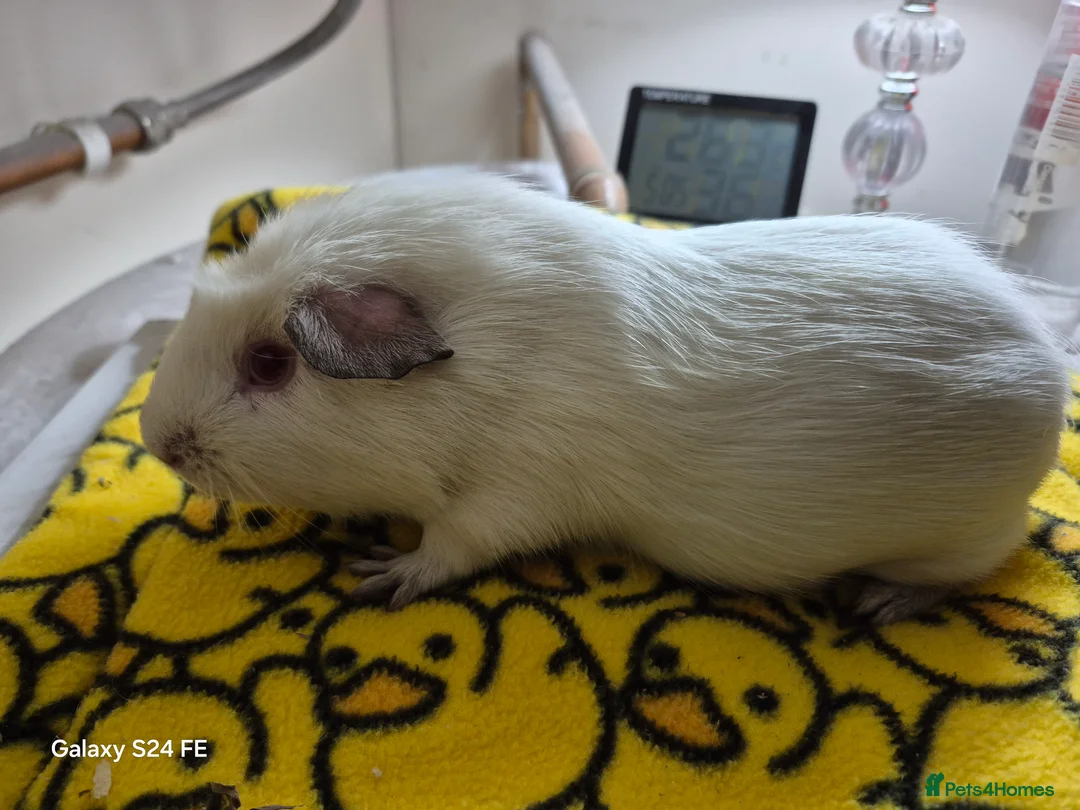 Guinea Pig rodents for sale: Skinnies and guineas for sale  - Advert 8