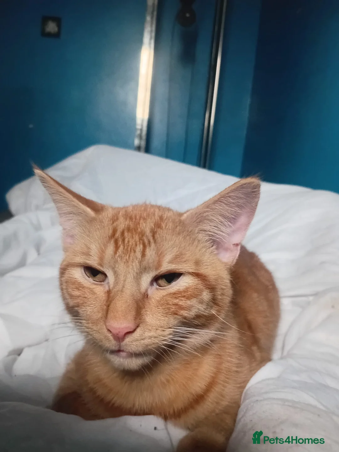 Domestic Shorthair cats for sale: X2 ginger male kittens in Oxford - Advert 2