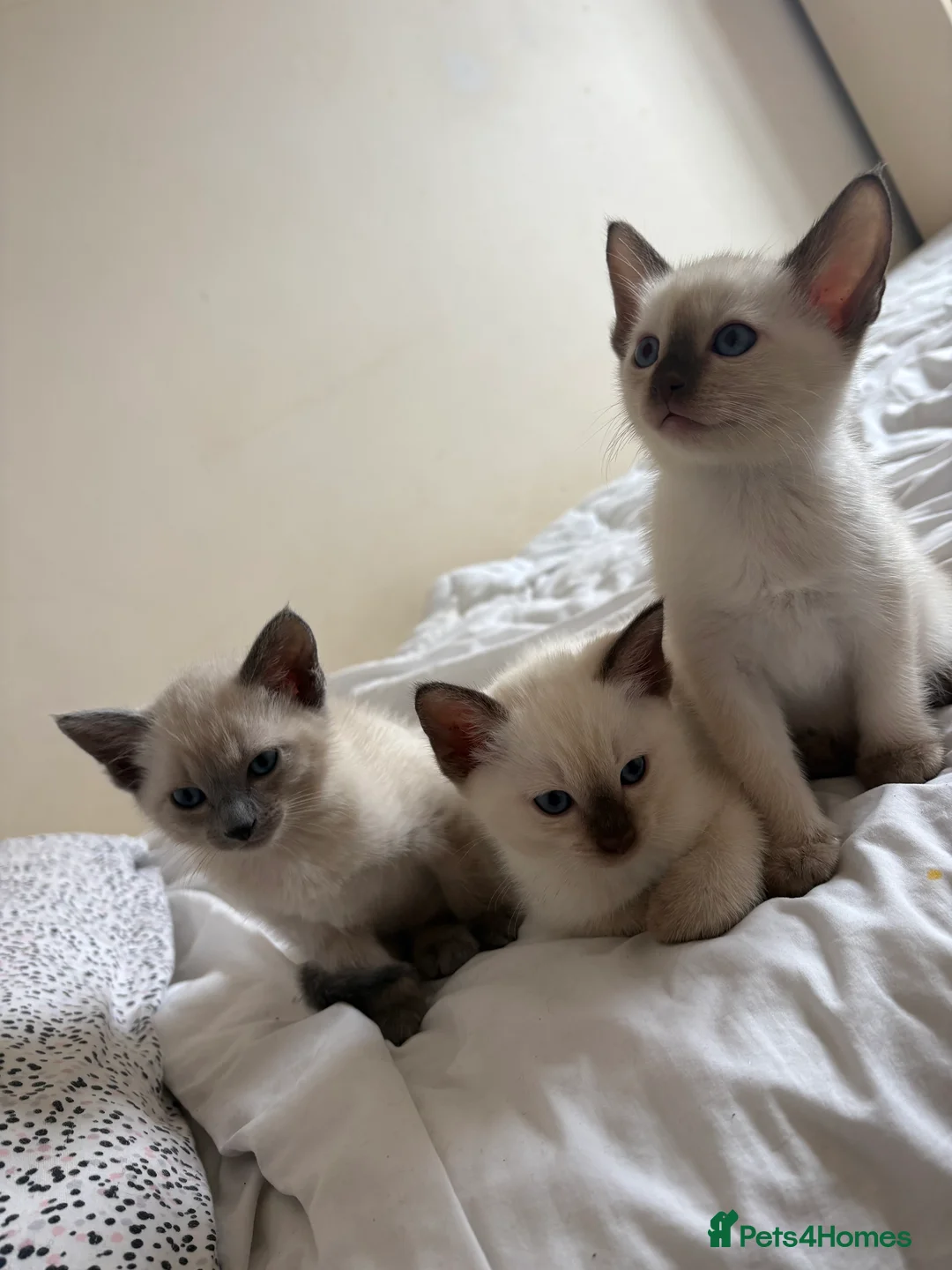 Siamese cats for sale: Siamese kittens 3 Boys, Seal&Chocolate Point in Winchester - Advert 1