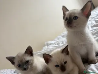 Siamese cats Siamese kittens 3 Boys, Seal&Chocolate Point in Winchester - Advert 1