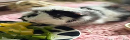 Guinea Pig rodents for sale: Male guinea pig in Lichfield - Advert 2