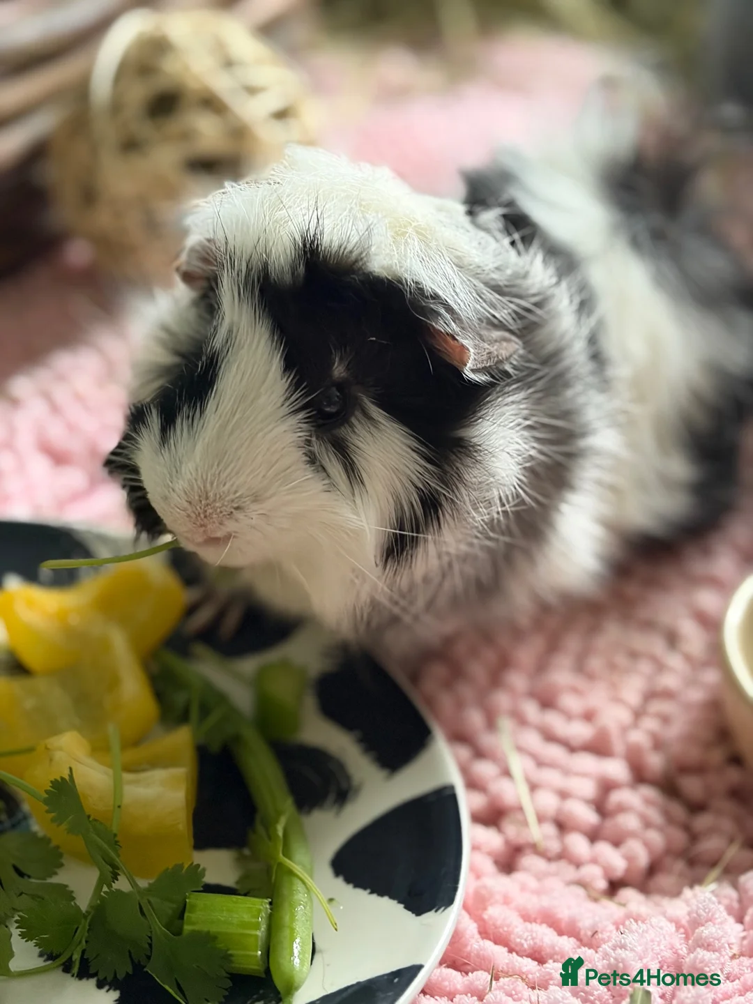 Guinea Pig rodents for sale: Male guinea pig in Lichfield - Advert 2