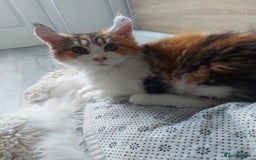 Maine Coon cats for sale: Beautiful XXL Maine-coon kittens 😸 ♥️  - Image 6