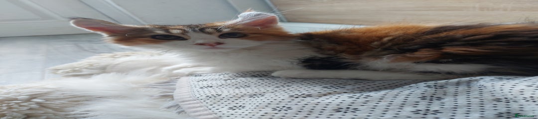 Maine Coon Kitten 3