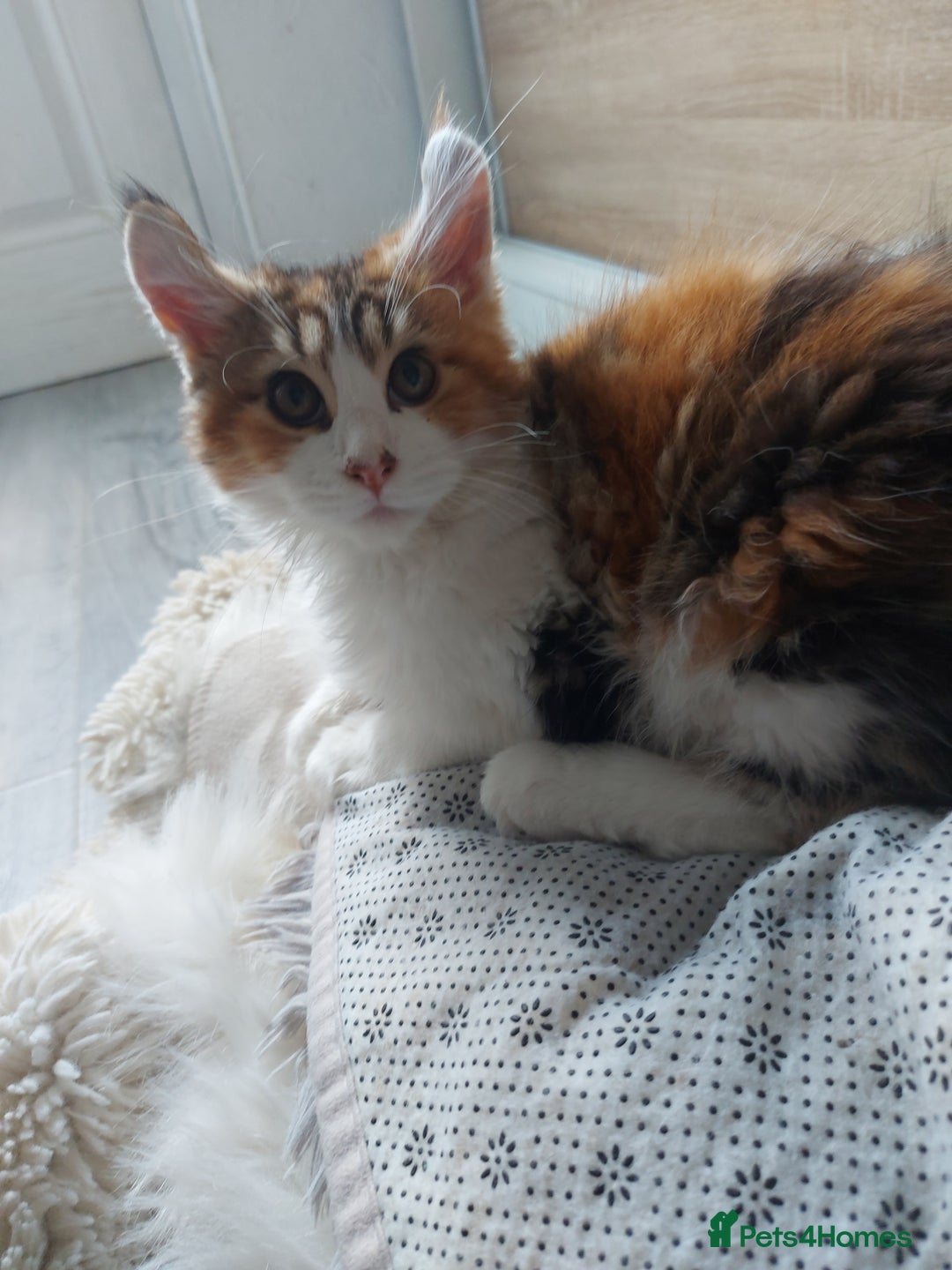 Maine Coon cats for sale: Beautiful XXL Maine-coon kittens 😸 ♥️  - Image 6