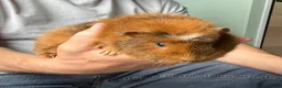Guinea Pig rodents for sale:  Two Girl Guinea Pigs Brownie and Dusty with setup - Advert 4