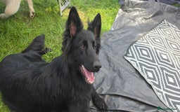 German Shepherd dogs for sale: Long coat black German shepherd  - Image 4