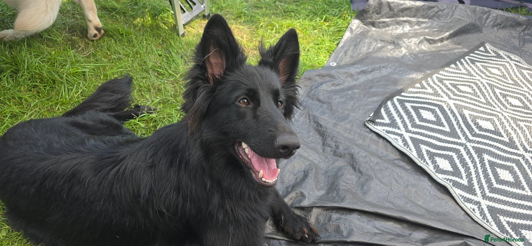 German Shepherd dogs for sale: Long coat black German shepherd  - Image 4