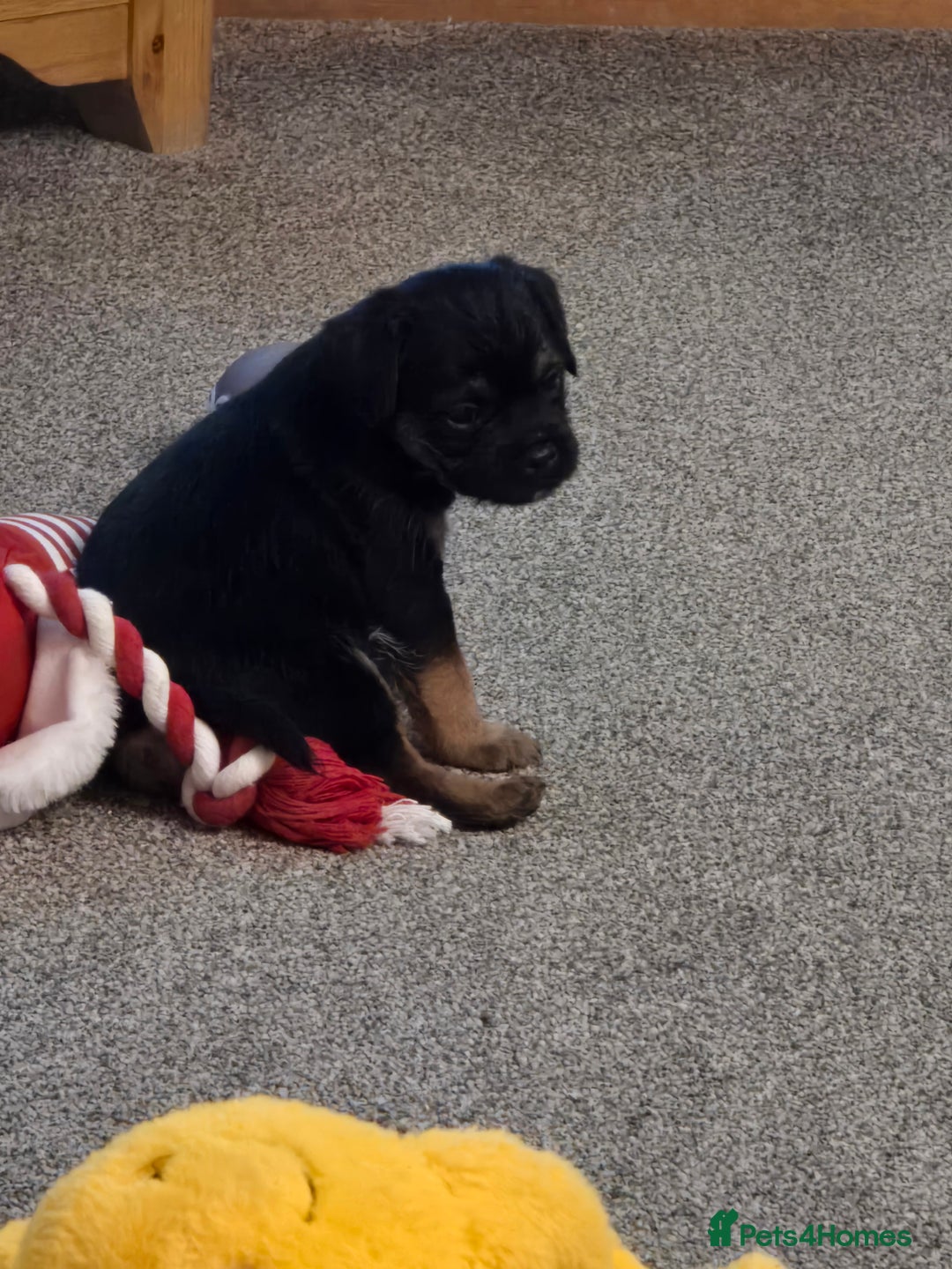 Border Terrier dogs for sale: Border Terriers  - Advert 4