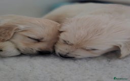 Golden Retriever dogs for sale: Gorgeous KC registered puppies for sale - Image 6