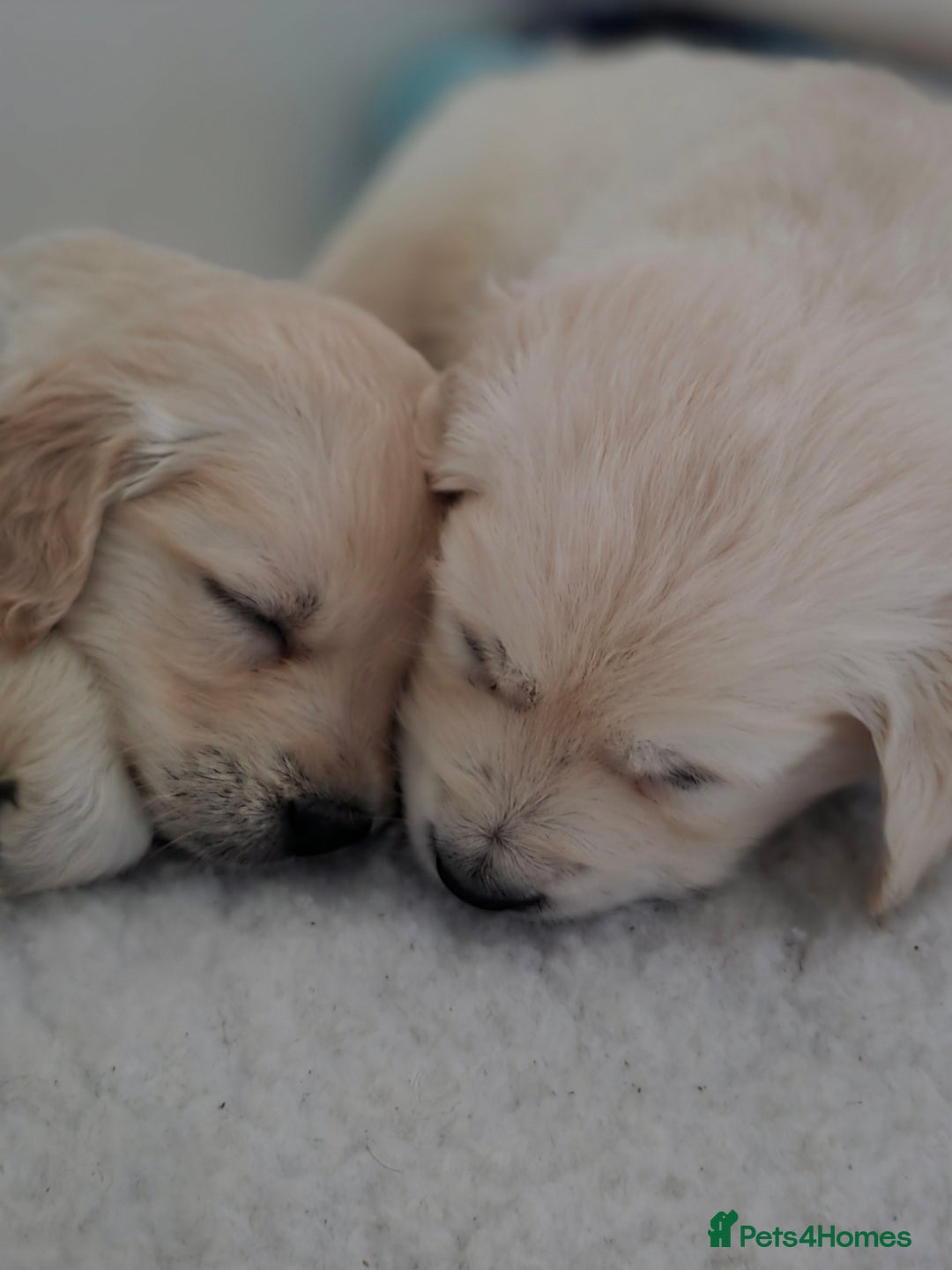 Golden Retriever dogs for sale: Gorgeous KC registered puppies for sale - Image 6
