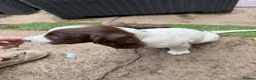 English Springer Spaniel dogs for sale: Engilish springer spaniel puppies  - Advert 11