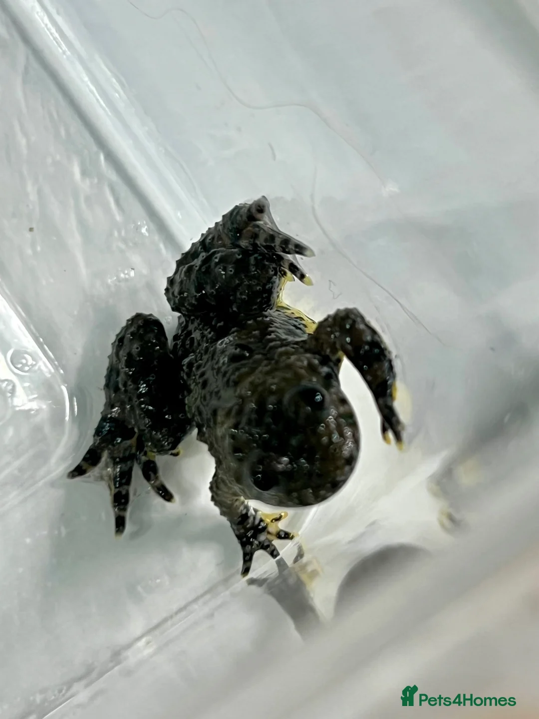Toad reptiles for sale: “Bombina variegata” Toads - Advert 5