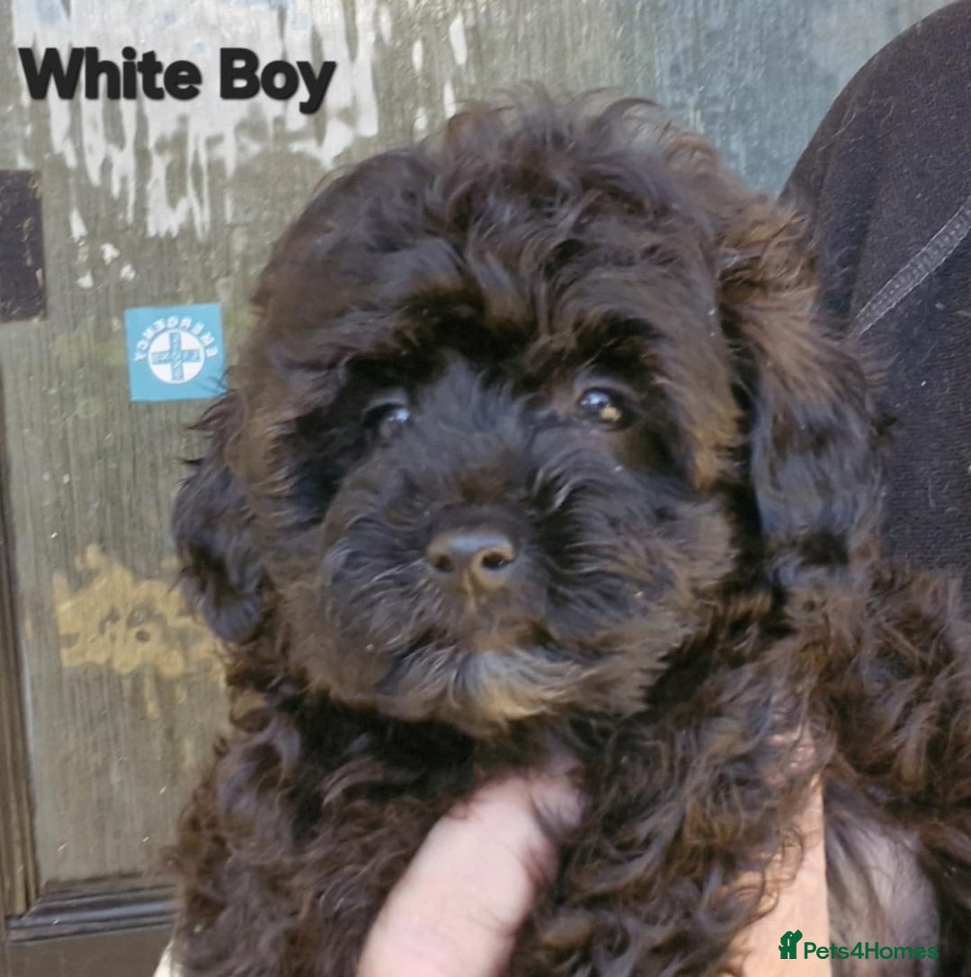 Mixed Breed dogs for sale: Yorkiepoo Puppies - Image 6