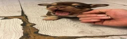 American Bully dogs for sale: Nano bully 2 females  - Advert 10