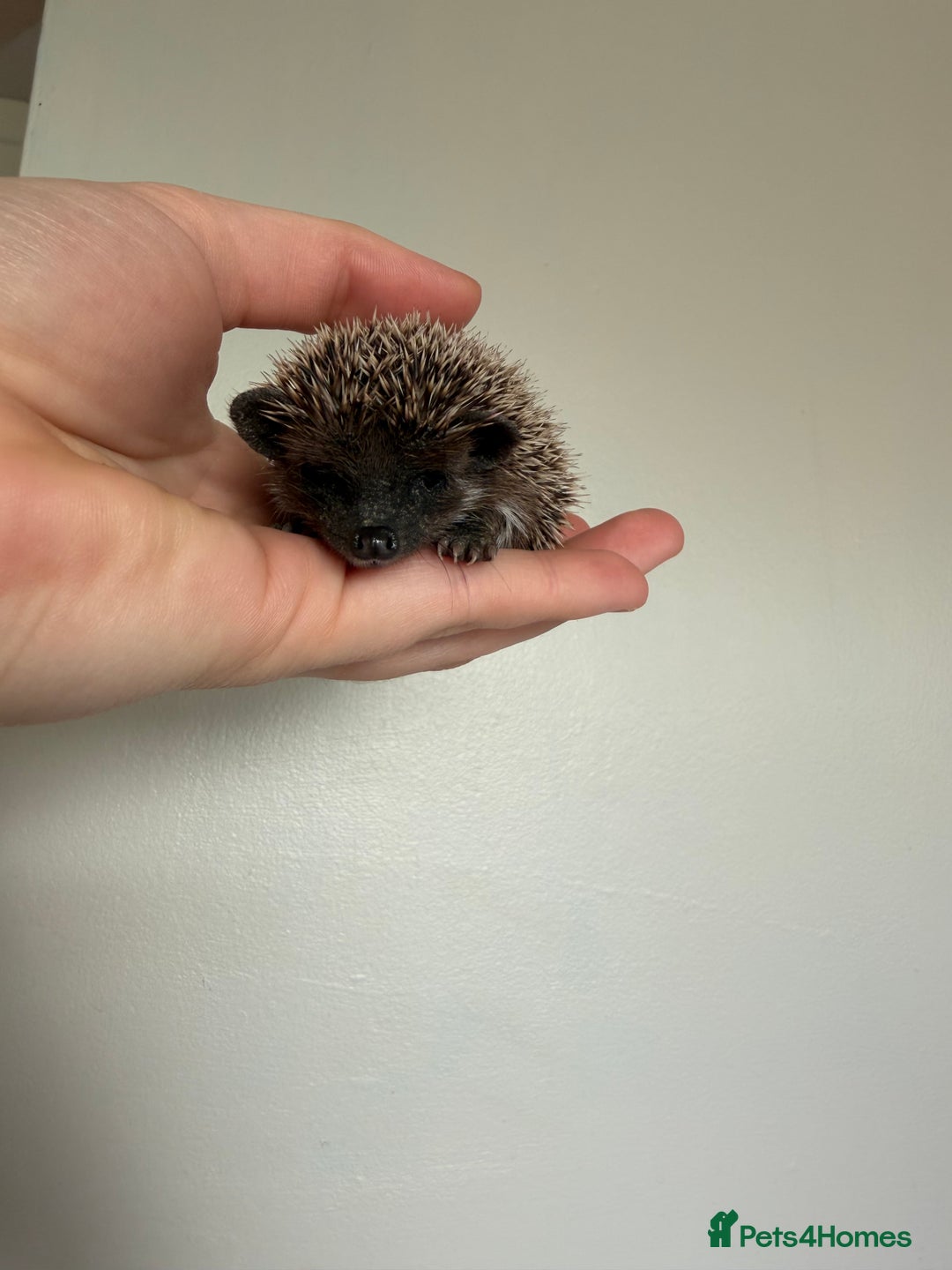 Pygmy Hedgehog rodents for sale: African Pygmy hogs  - Advert 3