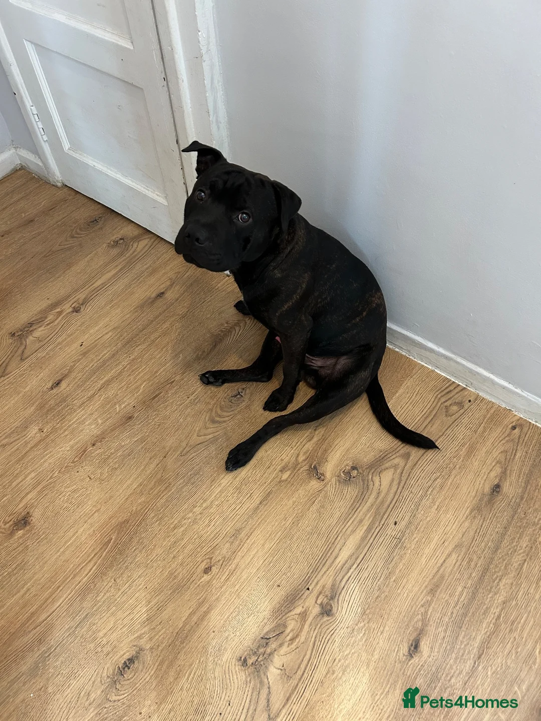 Mixed Breed dogs for sale: litter of 8 gorgeous puppies. 5 girls 3 boys. - Advert 11