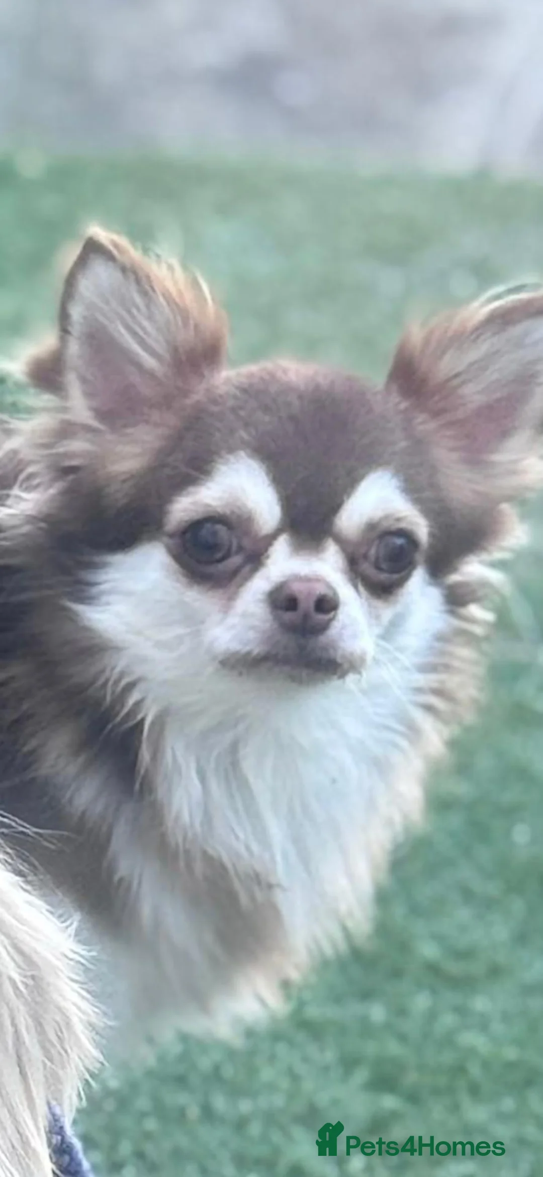 Chihuahua dogs for sale: Rare chihuahua husky markings for sale - Advert 2