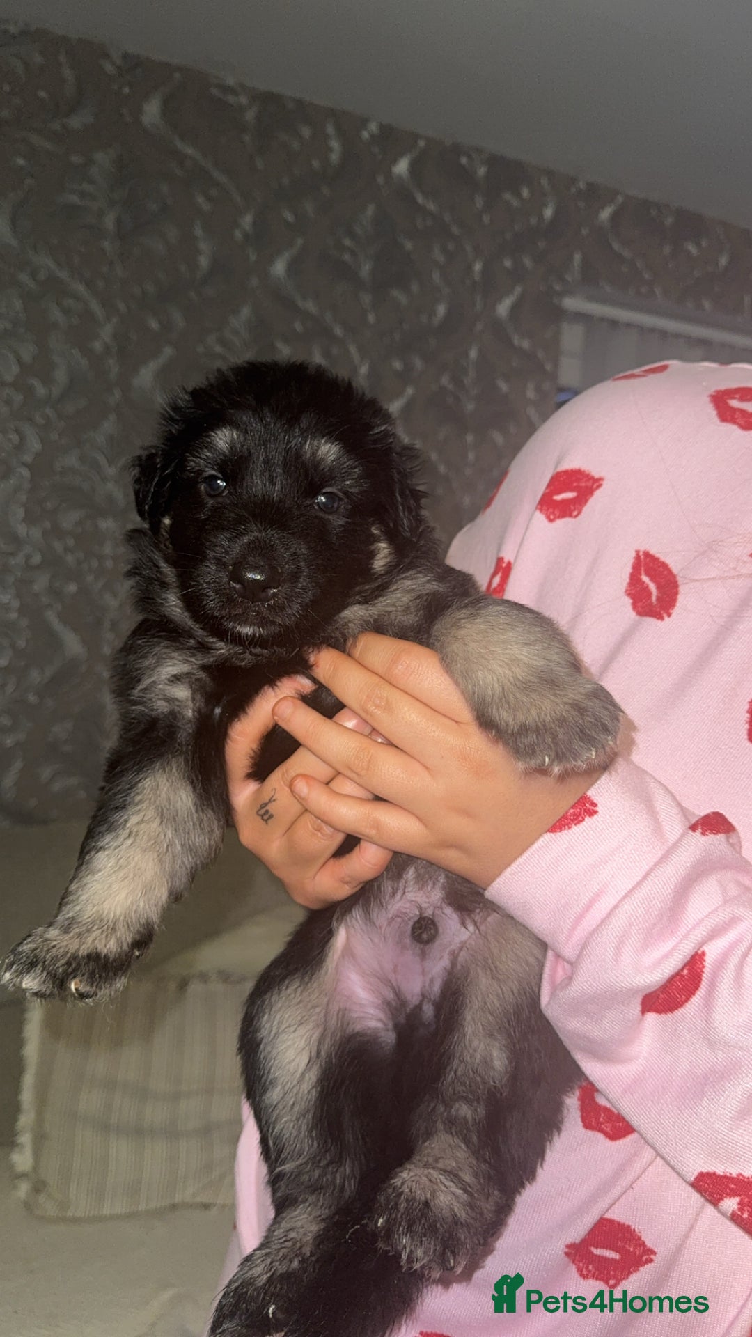 German Shepherd dogs for sale: German shepherd litter  - Advert 6