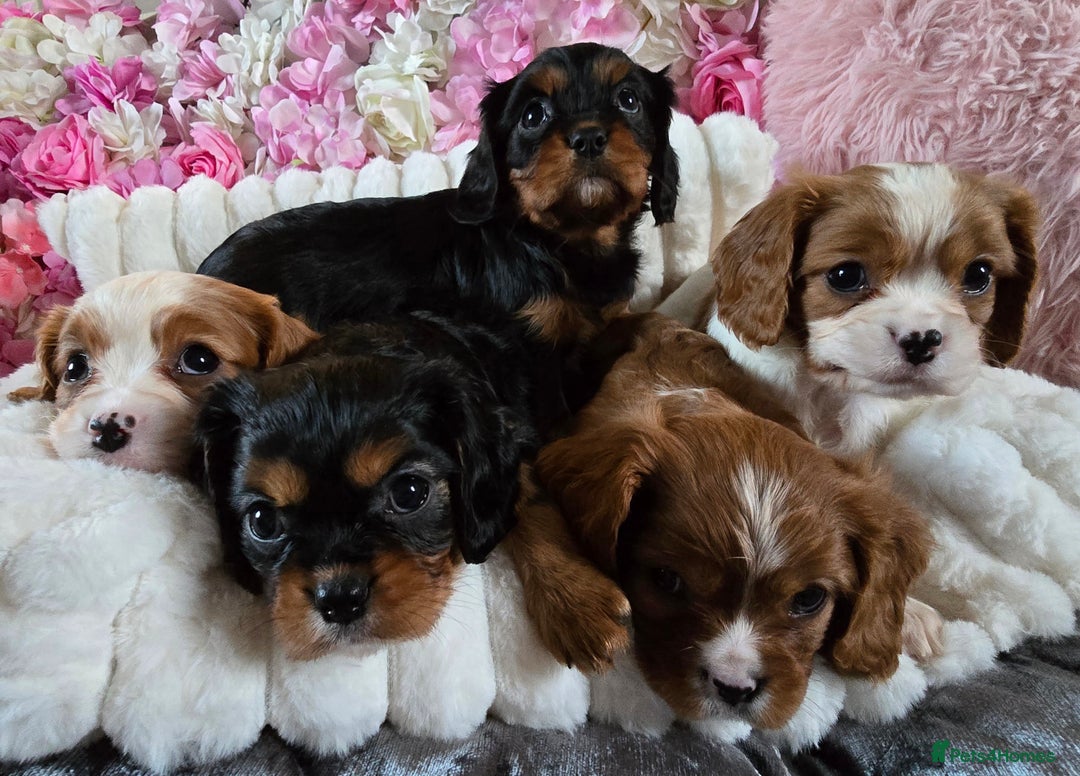 Cavalier King Charles Spaniel dogs for sale: Beautiful KC reg Cavalier King Charles Puppies  - Advert 30
