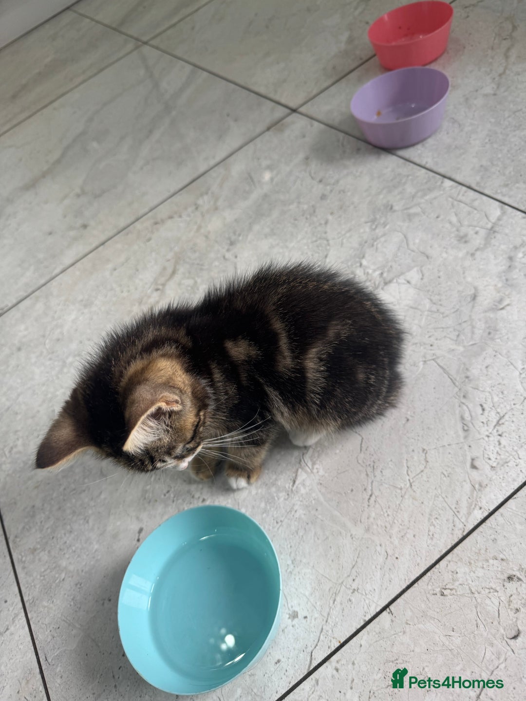British Shorthair cats for sale: Stripped British shorthair kittens - Image 3