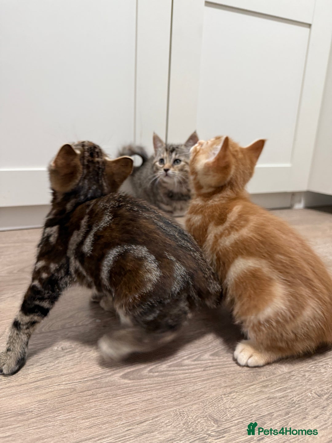 Mixed Breed cats for sale: Kittens looking for a loving home  - Image 4