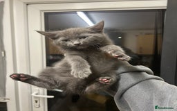 British Shorthair cats for sale: 4 kittens for sale  - Advert 8