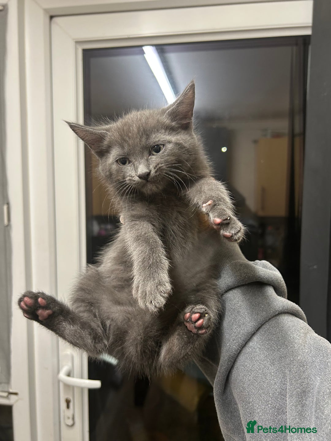 British Shorthair cats for sale: 4 kittens for sale  - Advert 8