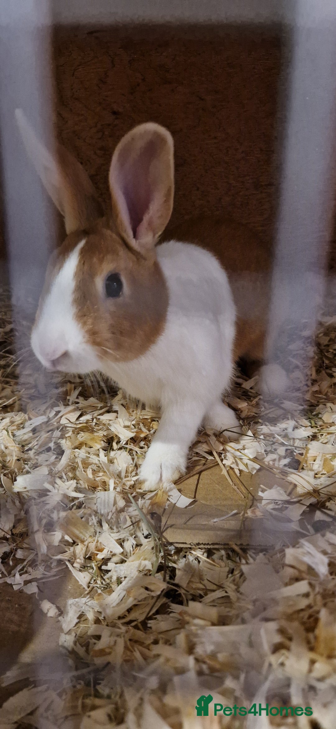 Mixed Breed rabbits for sale: LOOKING FOR GOOD HOME. - Advert 1