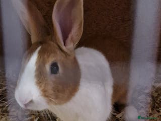 Mixed Breed rabbits LOOKING FOR GOOD HOME. - Advert 6