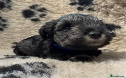 Miniature Schnauzer dogs for sale: Beautiful miniature schnauzers pups - Image 10