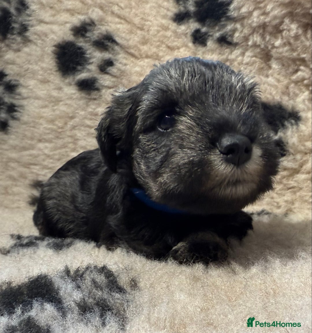 Miniature Schnauzer dogs for sale: Beautiful miniature schnauzers pups - Image 10
